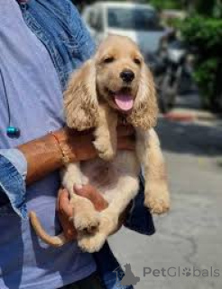 Zdjęcie №3. Chiots Cocker Spaniel Anglais do sprzedaży. Francja