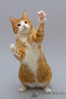 Zdjęcie №3. Kot Garik szuka dobrego serca.. Federacja Rosyjska