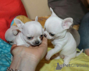 Zdjęcie №1. chihuahua (rasa psów) - na sprzedaż w Ryga | negocjowane | Zapowiedź №176279