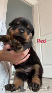 Zdjęcie №3. Szczenięta Rottweiler. Belgia