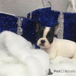 Zdjęcie №2 do zapowiedźy № 149978 na sprzedaż  yorkshire terrier - wkupić się USA prywatne ogłoszenie, od żłobka, ze schronu, hodowca