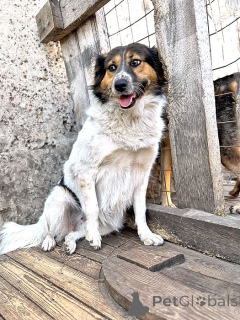 Zdjęcie №1. pies nierasowy - na sprzedaż w Lipieck | Bezpłatny | Zapowiedź №154360