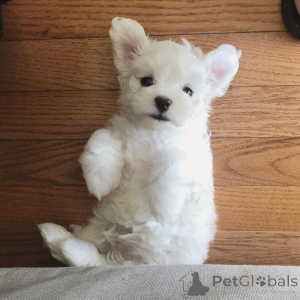 Zdjęcie №2 do zapowiedźy № 136905 na sprzedaż  lhasa apso - wkupić się Szwajcaria 