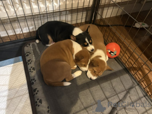 Zdjęcie №2 do zapowiedźy № 135170 na sprzedaż  basenji - wkupić się Niemcy prywatne ogłoszenie