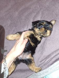 Zdjęcie №2 do zapowiedźy № 162872 na sprzedaż  yorkshire terrier biewer, yorkshire terrier - wkupić się Szwecja prywatne ogłoszenie, od żłobka, hodowca