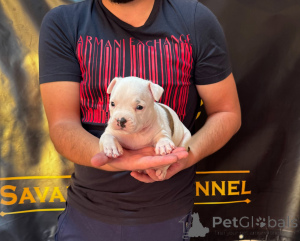 Zdjęcie №3. American Staffordshire Terrier, szczenięta z rodowodem I klasy. Serbia
