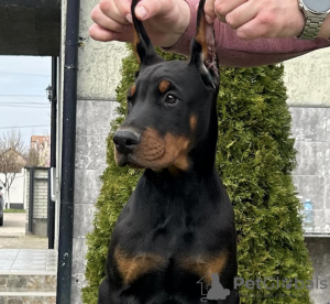 Zdjęcie №1. doberman - na sprzedaż w Belgrad | negocjowane | Zapowiedź №97073