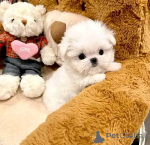 Zdjęcie №2 do zapowiedźy № 163385 na sprzedaż  maltańczyk - wkupić się Polska hodowca