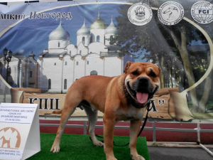 Zdjęcie №4. Sprzedam dog z majorki w Petersburg. hodowca - cena - 223679zł
