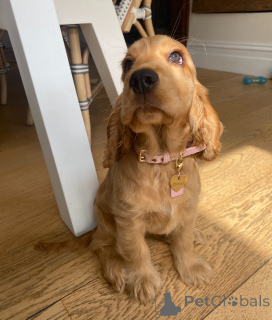 Zdjęcie №2 do zapowiedźy № 161299 na sprzedaż  cocker spaniel angielski - wkupić się Holandia hodowca