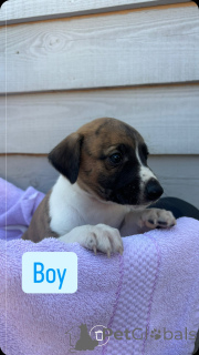 Zdjęcie №2 do zapowiedźy № 143907 na sprzedaż  beagle (rasa psa) - wkupić się Federacja Rosyjska prywatne ogłoszenie