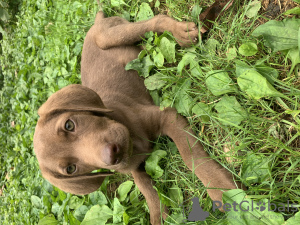 Zdjęcie №1. labrador retriever - na sprzedaż w Tbilisi | Bezpłatny | Zapowiedź №61164