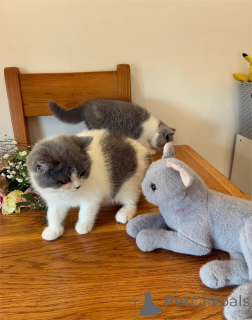 Zdjęcie №1. kot brytyjski krótkowłosy - na sprzedaż w Budapeszt | 1674zł | Zapowiedź № 153214