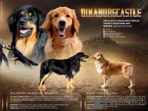 Zdjęcie №1. hovawart - na sprzedaż w Dyneburg | 9567zł | Zapowiedź №144437