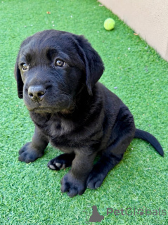 Zdjęcie №3. Adorables Chiots Labrador Retriever są jednym z celów rodziny. Francja