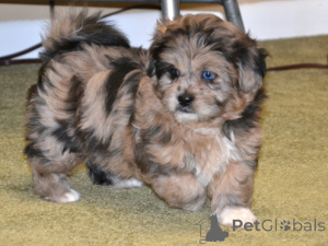 Zdjęcie №1.  - na sprzedaż w Monachium | 1435zł | Zapowiedź №154777