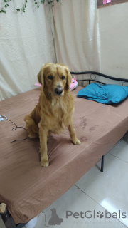 Zdjęcie №2. Usługi krycia golden retriever. Cena - negocjowane