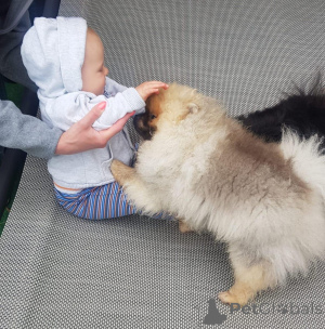 Zdjęcie №1. szpic miniaturowy - na sprzedaż w Brema | negocjowane | Zapowiedź №167876