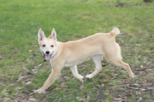 Zdjęcie №1. pies nierasowy - na sprzedaż w Rzeka Moskwa | Bezpłatny | Zapowiedź №159004