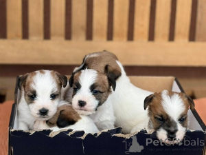 Zdjęcie №2 do zapowiedźy № 176340 na sprzedaż  jack russell terrier - wkupić się Serbia 