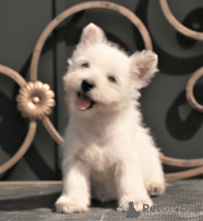 Zdjęcie №1. west highland white terrier - na sprzedaż w Москва | 4754zł | Zapowiedź №113561