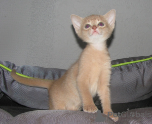 Zdjęcie №2 do zapowiedźy № 20450 na sprzedaż  kot abisyński - wkupić się Białoruś od żłobka