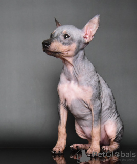 Dodatkowe zdjęcia: Szczeniaki American Hairless Terrier
