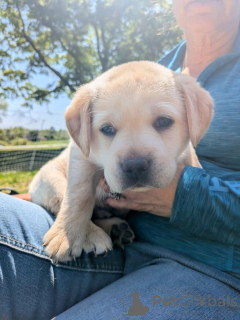 Zdjęcie №3. Labrador Retriever Szczenięta do adopcji. USA