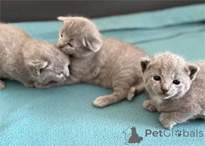 Zdjęcie №1. rosyjski niebieski - na sprzedaż w Kopenhaga | 1674zł | Zapowiedź № 151602