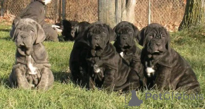 Zdjęcie №1. cane corso - na sprzedaż w Aalborg | 6zł | Zapowiedź №173409