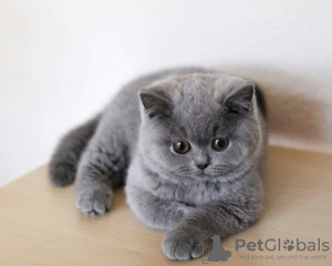 Zdjęcie №1. kot amerykański krótkowłosy - na sprzedaż w Monachium | 419zł | Zapowiedź № 100446