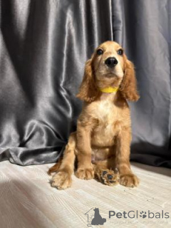 Zdjęcie №1. cocker spaniel angielski - na sprzedaż w Wiedeń | 1435zł | Zapowiedź №168078
