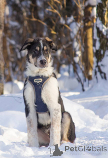 Zdjęcie №2 do zapowiedźy № 165827 na sprzedaż  pies nierasowy - wkupić się Federacja Rosyjska prywatne ogłoszenie