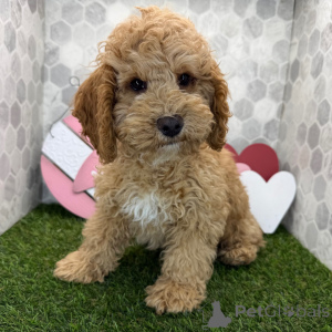 Zdjęcie №2 do zapowiedźy № 163936 na sprzedaż   - wkupić się Wielka Brytania prywatne ogłoszenie