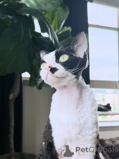 Zdjęcie №1. devon rex - na sprzedaż w Helsinki | 2631zł | Zapowiedź № 169155