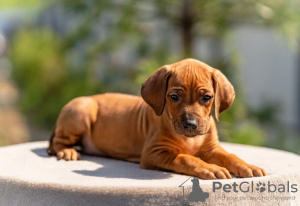 Zdjęcie №4. Sprzedam rhodesian ridgeback w Москва. od żłobka - cena - 5942zł