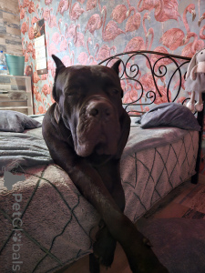 Zdjęcie №3. Oferujemy szczeniaki Kane Corso. Białoruś