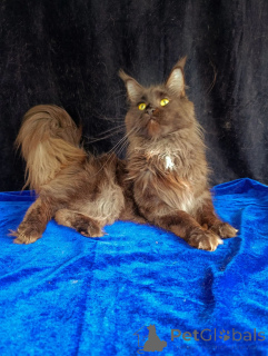 Zdjęcie №2 do zapowiedźy № 169055 na sprzedaż  maine coon - wkupić się Federacja Rosyjska prywatne ogłoszenie