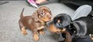 Zdjęcie №1. jamnik - na sprzedaż w Lizbona | 3348zł | Zapowiedź №165981