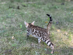 Dodatkowe zdjęcia: Chłopiec Savannah F2