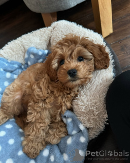 Zdjęcie №3. Szczenięta Cavapoo do adopcji. Australia