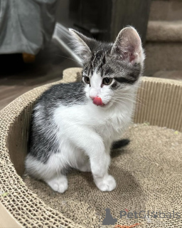 Zdjęcie №1. kot domowy - na sprzedaż w Monachium | 2392zł | Zapowiedź № 150617
