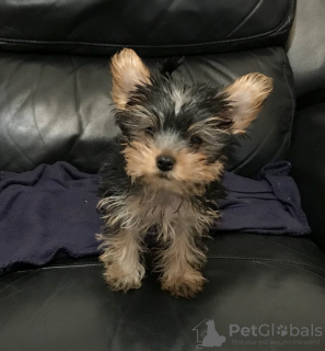 Zdjęcie №1. yorkshire terrier - na sprzedaż w Аугсбург | 1109zł | Zapowiedź №119355