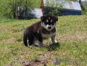 Dodatkowe zdjęcia: Sprawdź Alaska Malamute-Welpen