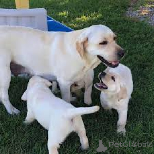 Zdjęcie №1. labrador retriever - na sprzedaż w Bruksela | 3348zł | Zapowiedź №165232