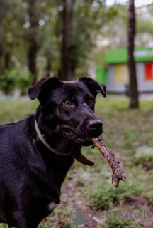 Zdjęcie №1. pies nierasowy - na sprzedaż w Moskwa | Bezpłatny | Zapowiedź №157436