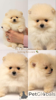 Zdjęcie №4. Sprzedam  w Belgrad.  - cena - negocjowane