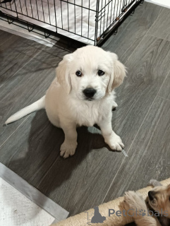 Zdjęcie №2 do zapowiedźy № 160265 na sprzedaż  golden retriever - wkupić się USA prywatne ogłoszenie