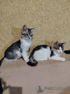 Zdjęcie №1. maine coon - na sprzedaż w Baranowicze | 75zł | Zapowiedź № 164382