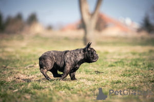 Zdjęcie №4. Sprzedam buldog francuski w Belgrad. hodowca - cena - negocjowane